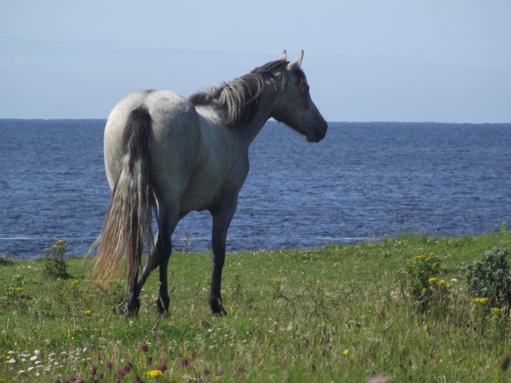 Ocean Sound Bed & Breakfast Easkey Eksteriør bilde